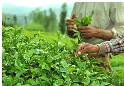 تولیدکنندگان چای هند، امیدوار به ثبات پس ازتوقف درگیری ها