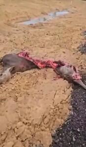 فیلم شوک راننده پس از تصادف خونین با گوزن