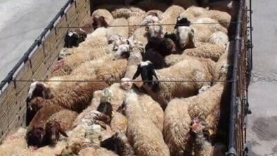 جریمه ۶میلیاردی قاچاقچی دام در بیجار