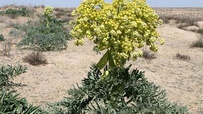 طلای گیاهی در چمدان خام‌فروشی