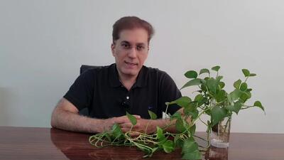 قیمت طلا، قیمت سکه، قیمت دلار امروز یکشنبه ۸ تیر ۱۴۰۴ + ویدئو