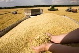 خرید تضمینی گندم در اصفهان از ۴۷ هزار تن گذشت