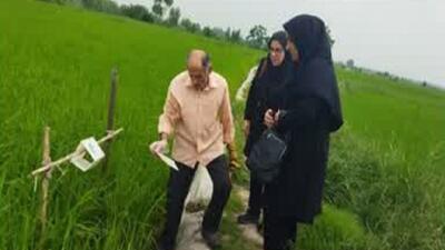 اجرای طرح جهش تولید در شالیزار‌های آمل