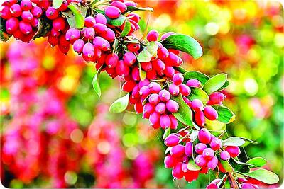 گنجینه‌ای سرخ با خواص شگفت‌انگیز