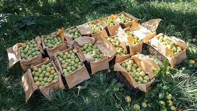 لزوم شناسنامه‌دار شدن مزارع برای ساماندهی مصرف سموم
