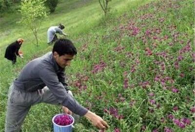 کشت گیاهان دارویی در ۱۱۰۰ هکتار از اراضی کهگیلویه و بویراحمد