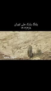 جدیدترین ویدیو از یوز ایرانی در پارک ملی توران