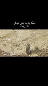 مشاهده پلنگ ایرانی در پارک ملی توران شاهرود + فیلم