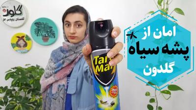 راه پیشگیری و از بین بردن پشه گلدان | گل و گیاه | گل آپارتمانی | گیاه آپارتمانی