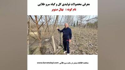 درخت صنوبر - نهالستان گل و گیاه سرو طلایی
