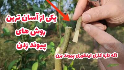 آموزش پیوند زدن درختان و گل و گیاه به روش شکافی یا اسکنه