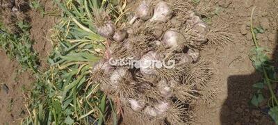برداشت ۱۵۵۰۰ تن سیر از مزارع آذربایجان شرقی
