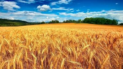 قابل توجه گندمکاران | خبر جدید درباره پرداخت مطالبات گندمکاران