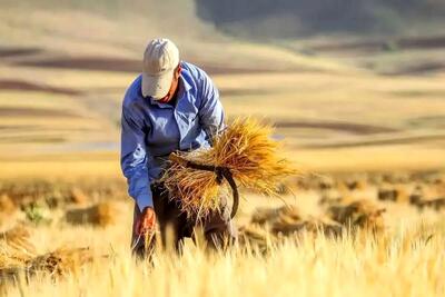 خرید تضمینی گندم در مازندران به ۶۰ هزار تن رسید