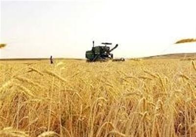 خرید تضمینی گندم در لرستان از 42 هزار تن عبور کرد - تسنیم