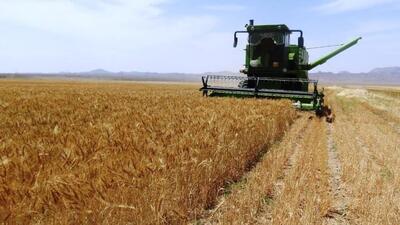 درخشش خوشه‌های طلایی گندم در مزارع نهبندان