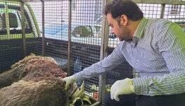 خرس قهوه‌ای دنا تلف شد