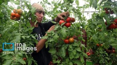 ۴۰۰ میلیارد ریال تسهیلات تبصره ۱۸ خراسان‌شمالی در مسیر پرداخت