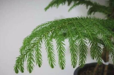 چگونه کاج مطبق را سالم و سرحال نگه داریم؟ (فیلم)