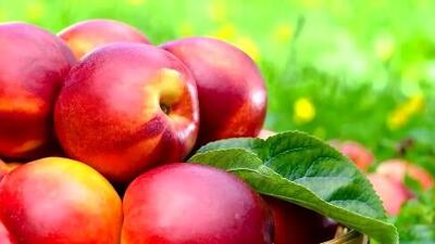 شما هم فرق هلو، شفتالو، شلیل، و شبرنگ را نمی‌دانید؟