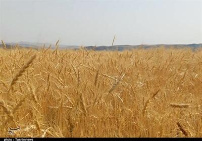 پرداخت 42همت به گندم‌کاران/ 30درصد مطالبات باقی مانده است - تسنیم