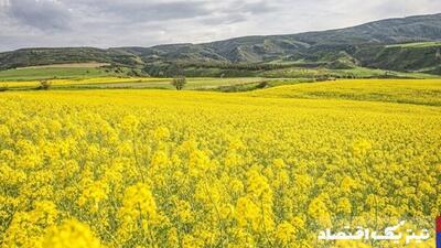 مشکلی در بحث خرید و پرداخت مطالبات کلزا نداریم