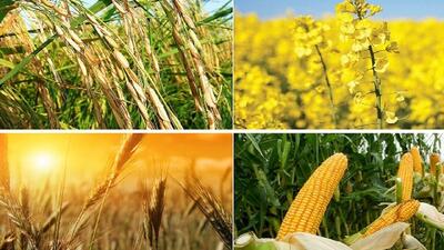 اجرای الگوی کشت مهم‌ترین ابزار دستیابی به خودکفایی محصولات کشاورزی