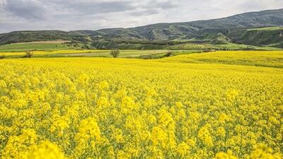 مشکلی در بحث خرید و پرداخت مطالبات کلزا نداریم