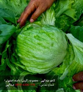 کاهو ایسبرگ ، کاهو عبدالهی و کاهو رومانو بهترین انتخاب برای صادرات محصولات کشاورزی در ایران |  انصاف نیوز