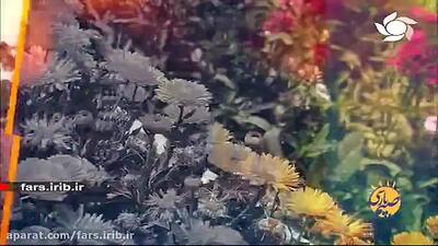 فال حافظ و ترانه محلی شیرازی