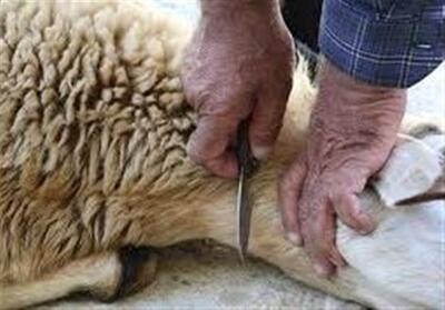 دام‌های قربانی و نذری عزاداران بهداشتی ذبح می‌شود - تسنیم