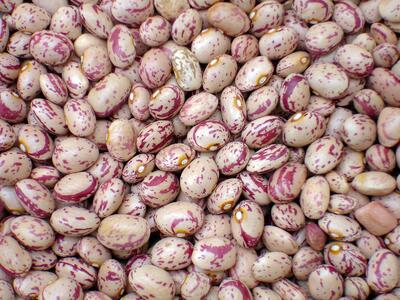 لوبیا چیتی هم قیمت گوشت شد
