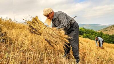 انتقاد از تأخیر در اعلام قیمت خرید گندم