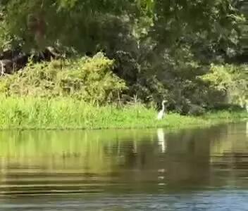 لحظه منحصربفرد شیرجه پلنگ به داخل آب برای شکار تمساح؛ یک مبارزه تن‌به‌تن!