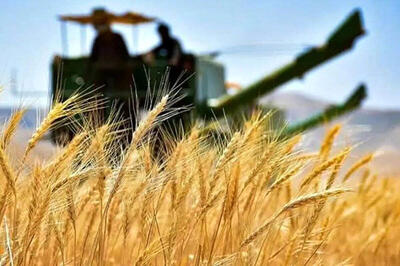 4.5میلیون تن گندم تحویل دولت شد