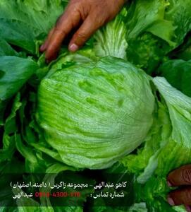 خرید کاهو عبدالهی، کاهو ایسبرگ و کاهو رومانو صادراتی