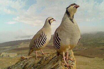 کشف کبک وحشی و سنجاب در پرنده‌فروشی غیرمجاز ماهدشت
