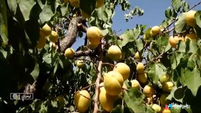 لرستان، بزرگترین مجتمع تولید زردآلوی کشور