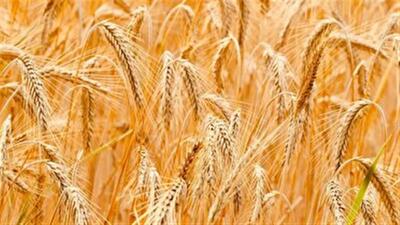 خرید تضمینی بیش از ۱۲ هزار تن گندم از کشاورزان خراسان‌جنوبی