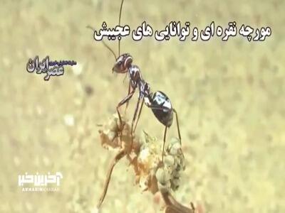 مورچه نقره ای و توانایی های عجیبش
