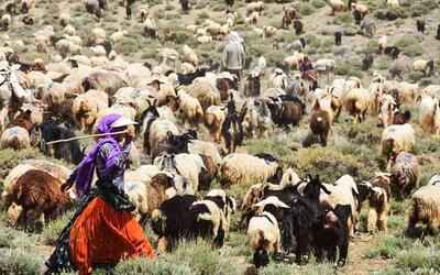 نقش حیاتی عشایر در تولید گوشت قرمز و پدافند غیرعامل غذایی کشور