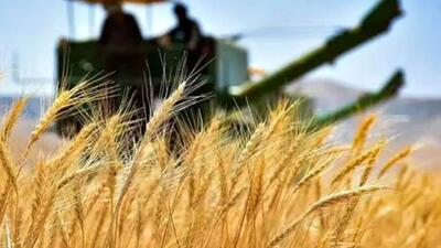خرید بیش از ۶۸ هزار تن گندم در شبکه تعاون روستایی کردستان
