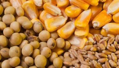 گله اتحادیه واردکنندگان نهاده‌های دامی در پرداخت مطالبات ارزی
