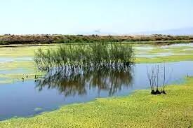 حیات تالاب صالحیه در گرو تأمین حق‌آبه پایدار، کنترل فشارهای انسانی و مدیریت بین‌بخشی منابع