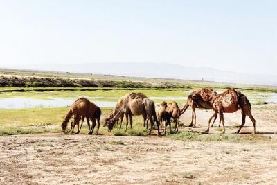 تالاب صالحیه از منبع آب تا کانون گرد و غبار