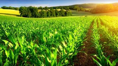 کشت فراسرزمینی راه حلی برای ارتقای ضریب امنیت غذایی