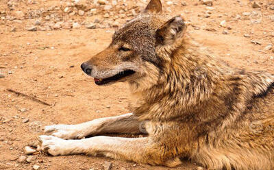 زنده‌گیری گرگ در پارک  گوللرباغی میاندوآب