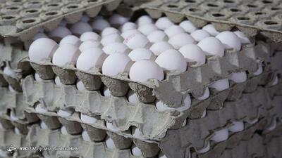 تولید تخم مرغ حداقل ۲۵ درصد افزایش می‌یابد/سرانه مصرف تخم مرغ به ۲۵۰ عدد رسید