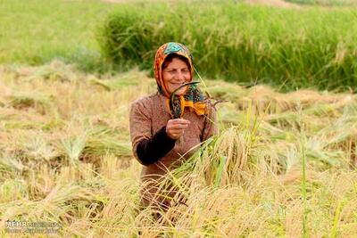 فائو ۴ نظام میراث کشاورزی مهم جهانی را ثبت کرد - اکونیوز
