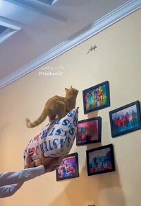 فیلم / تلاش گربه برای گرفتن مارمولک از روی دیوار با کمک صاحب